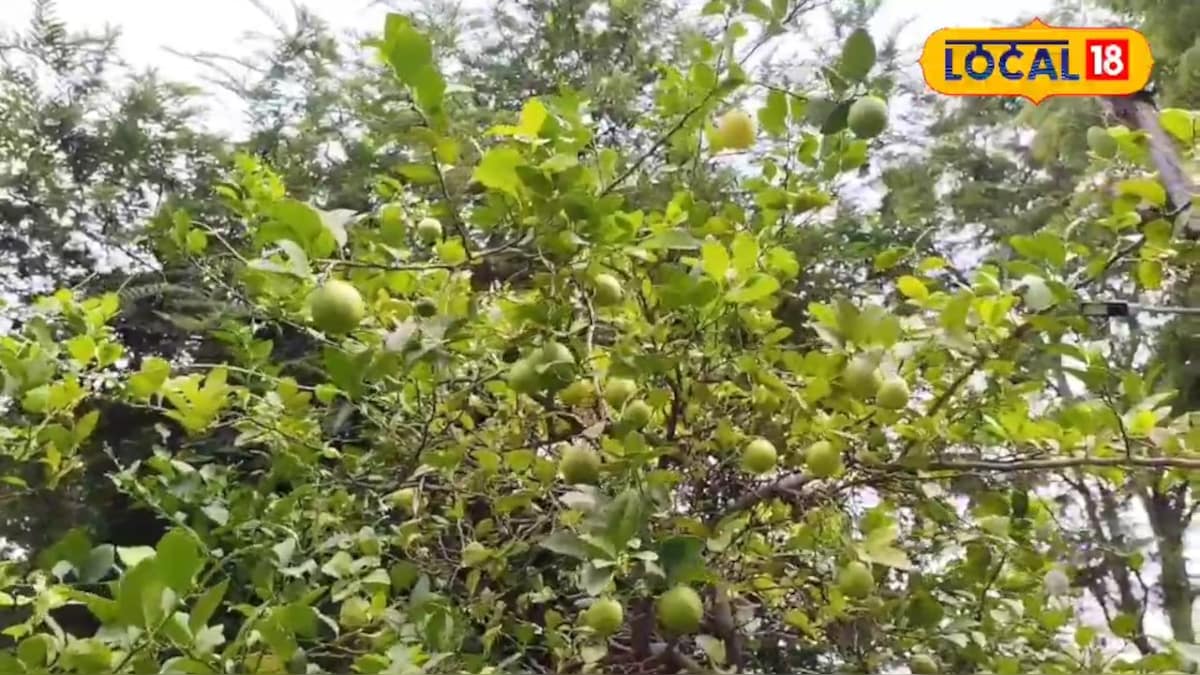फलों की खेती से कमाई का सुनहरा मौका, 5 वैरायटी के उद्यान...