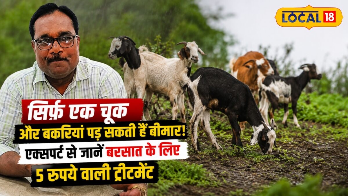 सिर्फ एक चूक और बकरियां पड़ सकती हैं बीमार! एक्सपर्ट से जानें...